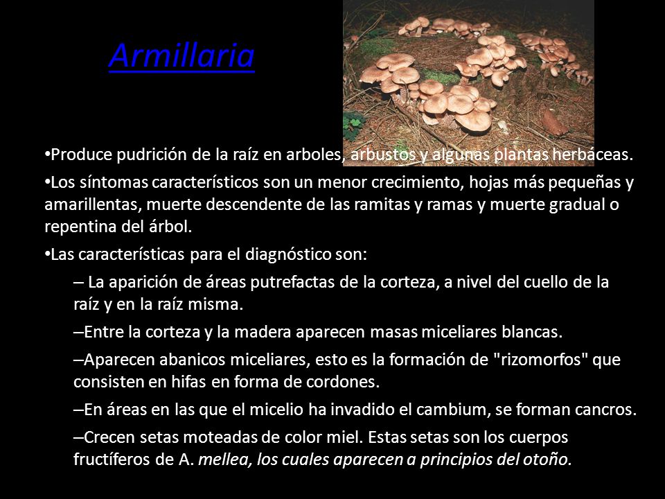 Armillaria Produce pudrición de la raíz en arboles, arbustos y algunas plantas herbáceas.