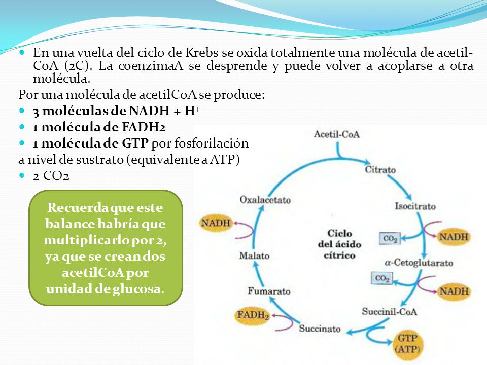 En una vuelta del ciclo de Krebs se oxida totalmente una molécula de acetil-CoA (2C). La coenzimaA se desprende y puede volver a acoplarse a otra molécula.