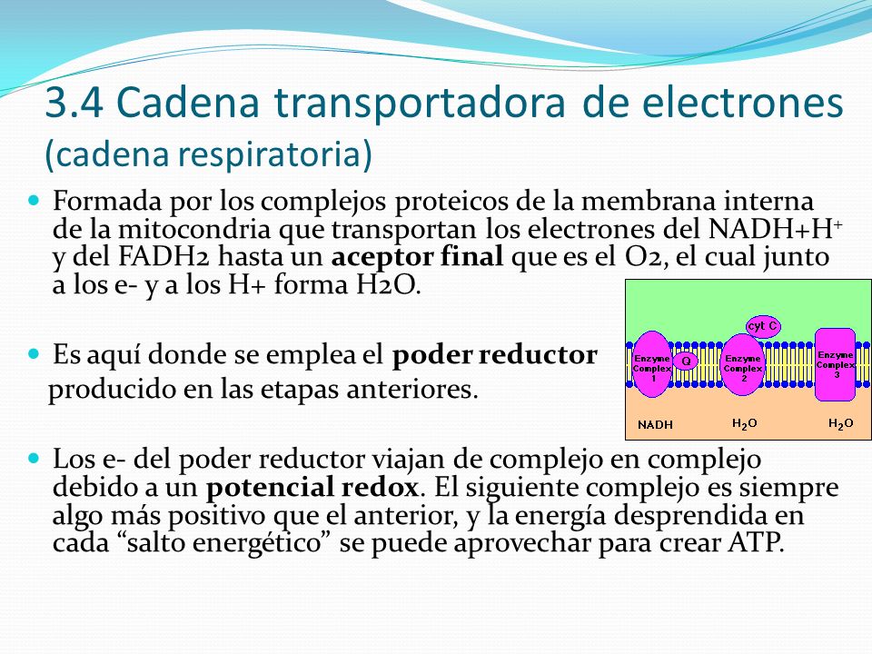 3.4 Cadena transportadora de electrones (cadena respiratoria)