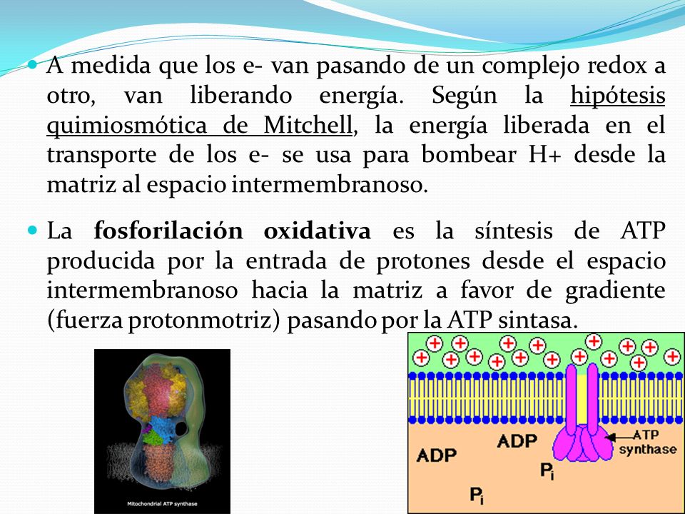 A medida que los e- van pasando de un complejo redox a otro, van liberando energía. Según la hipótesis quimiosmótica de Mitchell, la energía liberada en el transporte de los e- se usa para bombear H+ desde la matriz al espacio intermembranoso.
