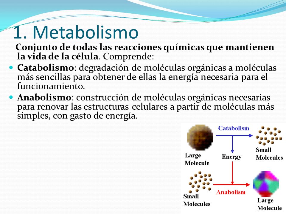 1. Metabolismo Conjunto de todas las reacciones químicas que mantienen la vida de la célula. Comprende: