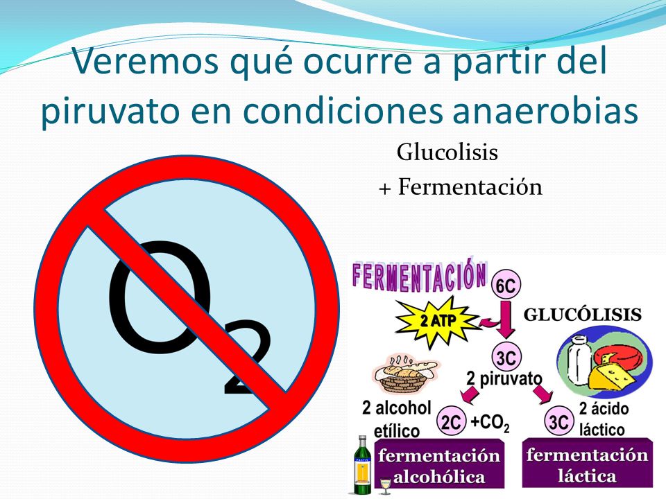 Veremos qué ocurre a partir del piruvato en condiciones anaerobias