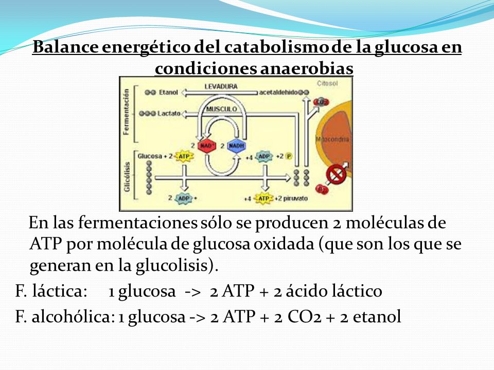 Balance energético del catabolismo de la glucosa en condiciones anaerobias En las fermentaciones sólo se producen 2 moléculas de ATP por molécula de glucosa oxidada (que son los que se generan en la glucolisis).