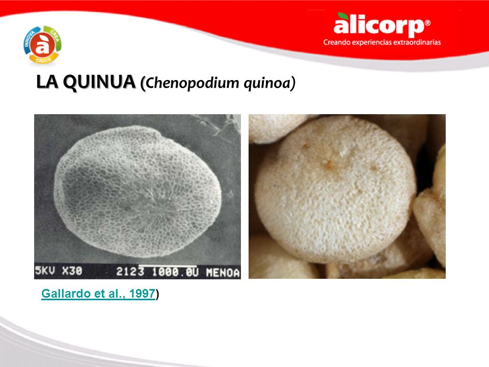 LA QUINUA (Chenopodium quinoa)