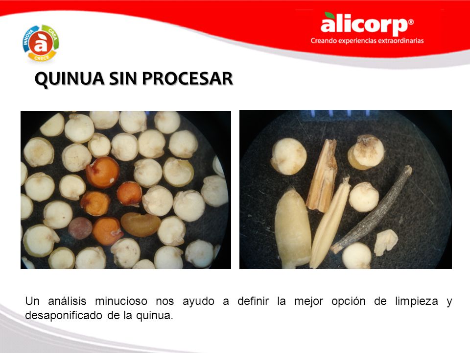QUINUA SIN PROCESAR Un análisis minucioso nos ayudo a definir la mejor opción de limpieza y desaponificado de la quinua.