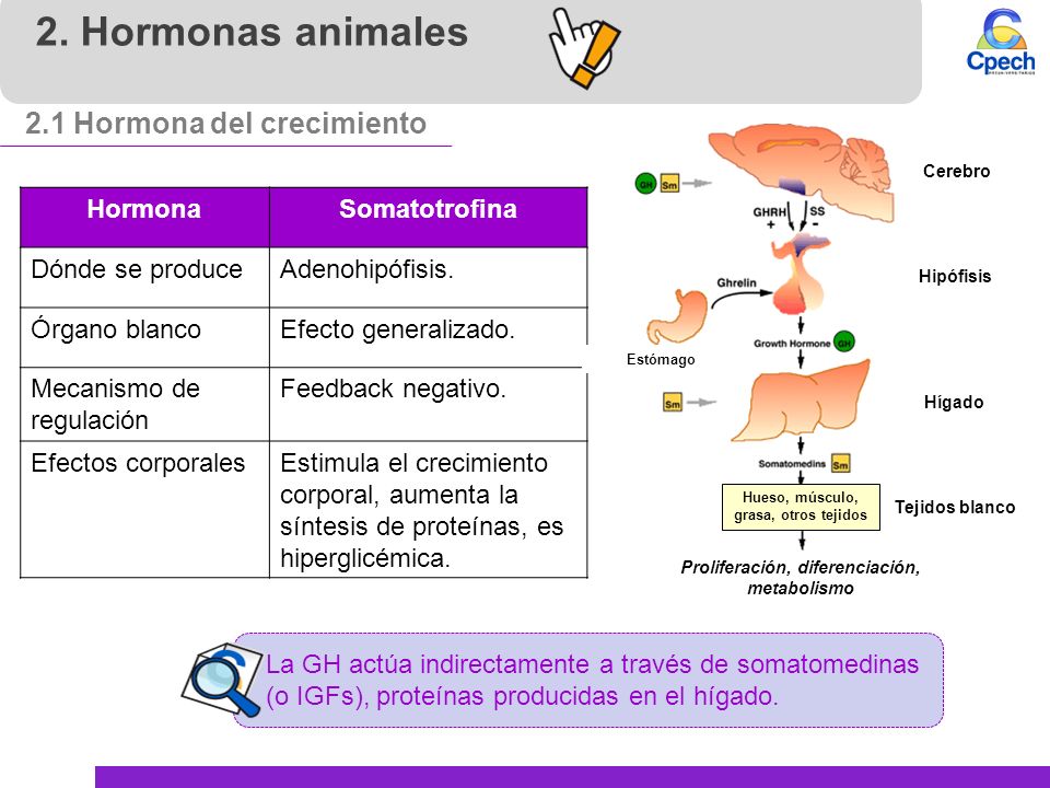 2. Hormonas animales 2.1 Hormona del crecimiento Hormona Somatotrofina