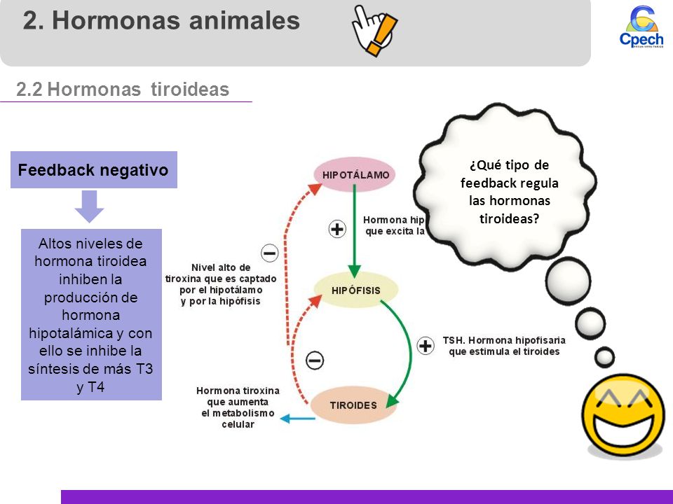 ¿Qué tipo de feedback regula las hormonas tiroideas