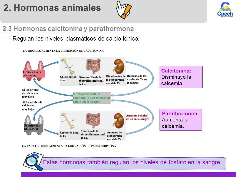 2. Hormonas animales 2.3 Hormonas calcitonina y parathormona