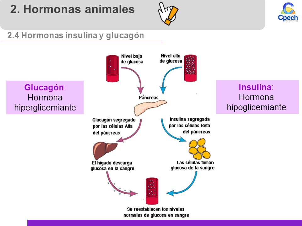 2. Hormonas animales 2.4 Hormonas insulina y glucagón Glucagón:
