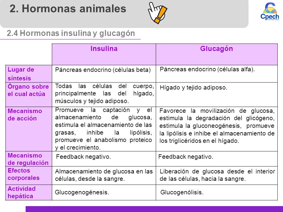 2. Hormonas animales 2.4 Hormonas insulina y glucagón Insulina