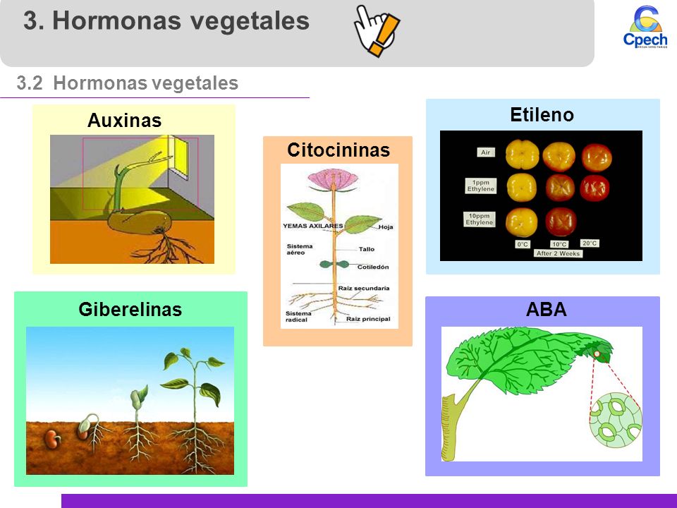 3. Hormonas vegetales 3.2 Hormonas vegetales Etileno Auxinas