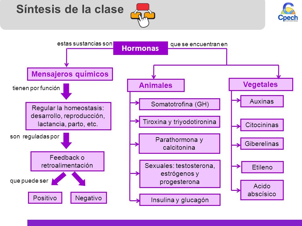 Síntesis de la clase Hormonas Mensajeros químicos Animales Vegetales