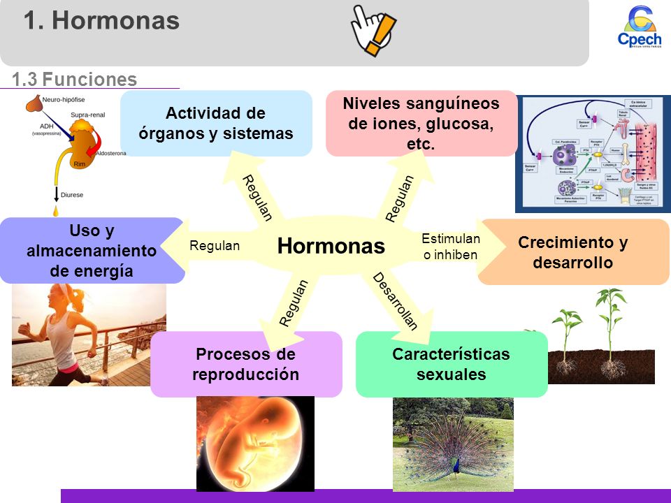 1. Hormonas Hormonas 1.3 Funciones Actividad de órganos y sistemas