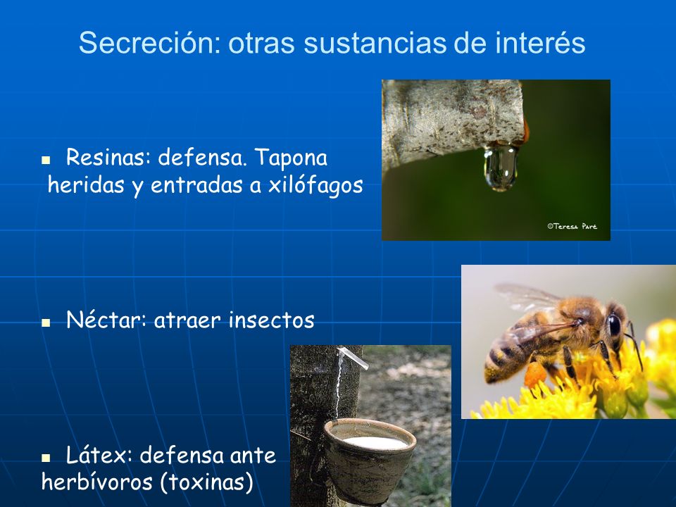 4. Otros tipos de nutrición en plantas