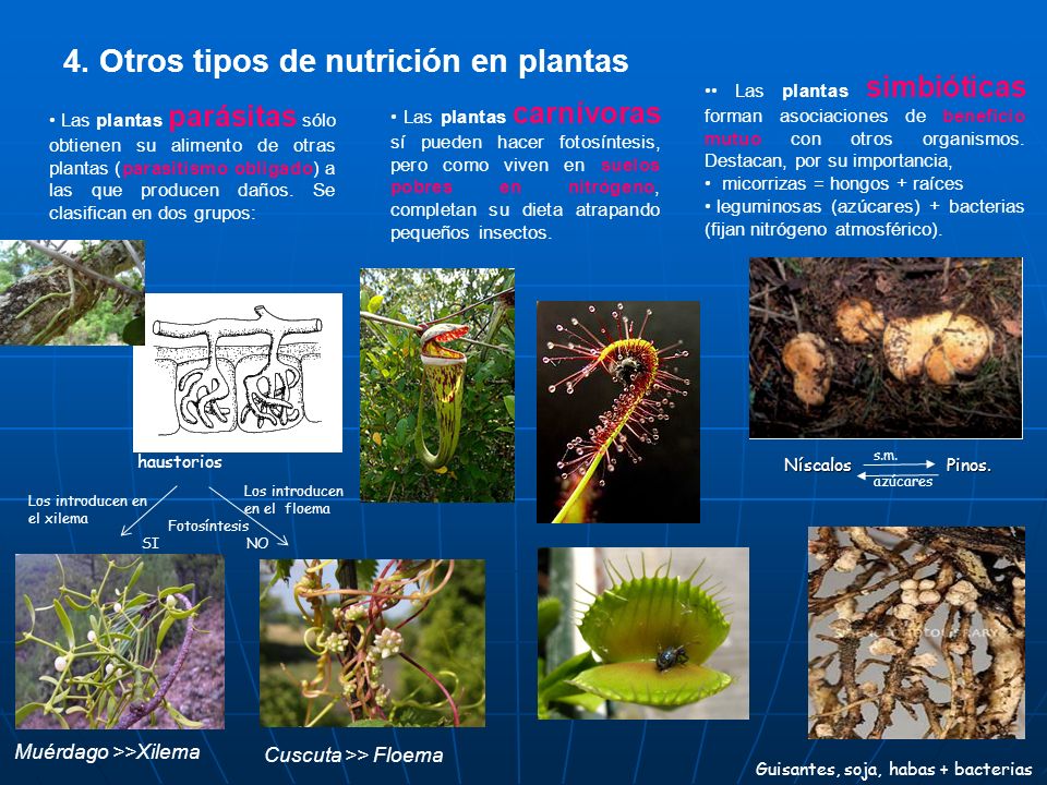 v=hiMm3Utqb_g Planta parasita - Cuscuta sp.   v=rjKRQYmi1Lk.