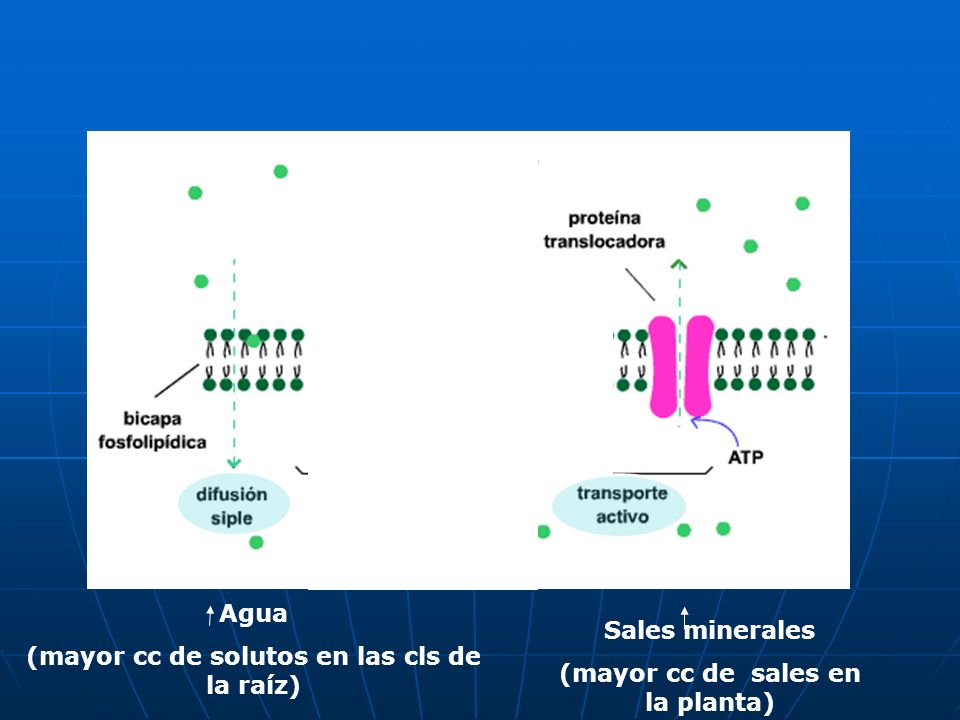 • Una vía transcelular o simplástica. de cl a cl por plasmodesmos