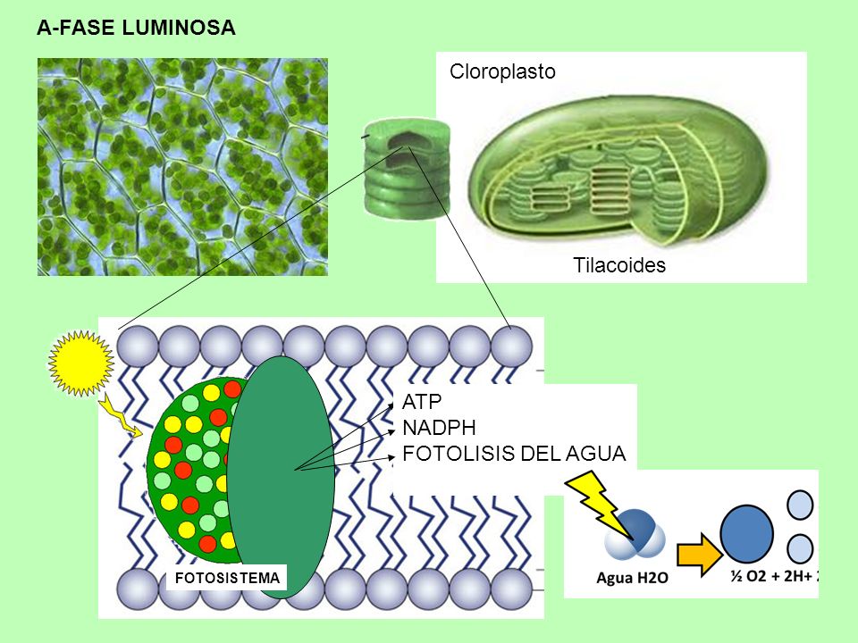 A-FASE LUMINOSA Cloroplasto Tilacoides ATP NADPH FOTOLISIS DEL AGUA