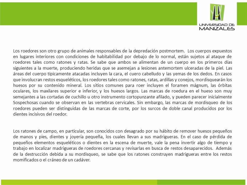 Los roedores son otro grupo de animales responsables de la depredación postmortem. Los cuerpos expuestos en lugares interiores con condiciones de habitabilidad por debajo de lo normal, están sujetos al ataque de roedores tales como ratones y ratas. Se sabe que ambos se alimentan de un cuerpo en los primeros días siguientes a la muerte, produciendo heridas que se asemejan a lesiones antemortem ulceradas de la piel. Las áreas del cuerpo típicamente atacadas incluyen la cara, el cuero cabelludo y las yemas de los dedos. En casos que involucran restos esqueléticos, los roedores tales como ratones, ratas, ardillas y conejos, mordisquearán los huesos por su contenido mineral. Los sitios comunes para roer incluyen el foramen mágnum, las órbitas oculares, los maxilares superior e inferior, y los huesos largos. Las marcas de roedura en el hueso son muy semejantes a las cortadas de cuchillo u otro instrumento cortopunzante afilado, y pueden parecer inicialmente Sospechosas cuando se observan en las vertebras cervicales. Sin embargo, las marcas de mordisqueo de los roedores pueden ser distinguidas de las marcas de corte, por los surcos de doble canal producidos por los dientes incisivos del roedor.