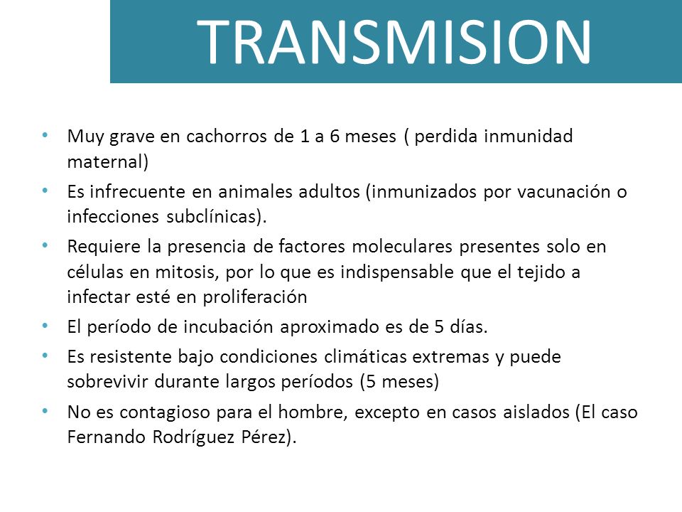 TRANSMISION Muy grave en cachorros de 1 a 6 meses ( perdida inmunidad maternal)