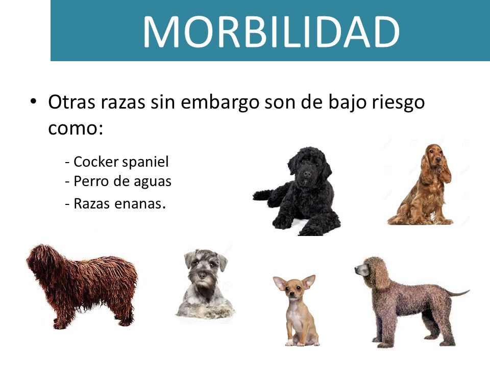 MORBILIDAD Otras razas sin embargo son de bajo riesgo como: