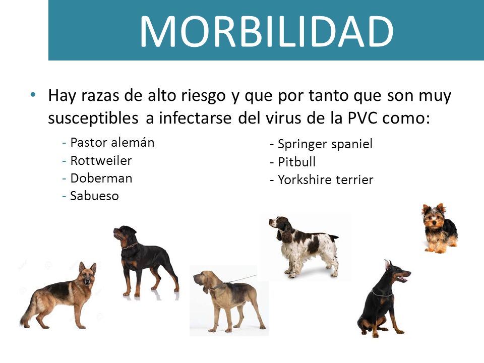 MORBILIDAD Hay razas de alto riesgo y que por tanto que son muy susceptibles a infectarse del virus de la PVC como: