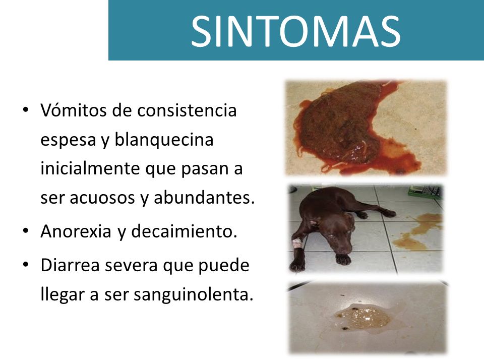 SINTOMAS Vómitos de consistencia espesa y blanquecina inicialmente que pasan a ser acuosos y abundantes.