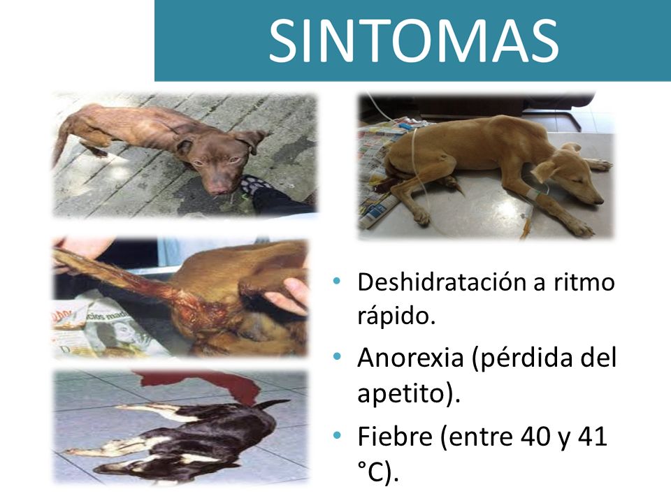 Anorexia (pérdida del apetito). Fiebre (entre 40 y 41 °C).