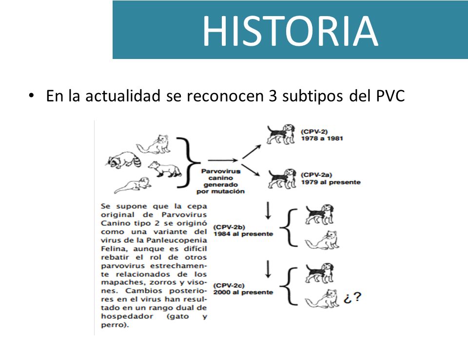 HISTORIA En la actualidad se reconocen 3 subtipos del PVC