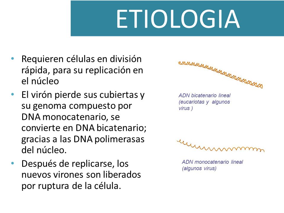 Requieren células en división rápida, para su replicación en el núcleo