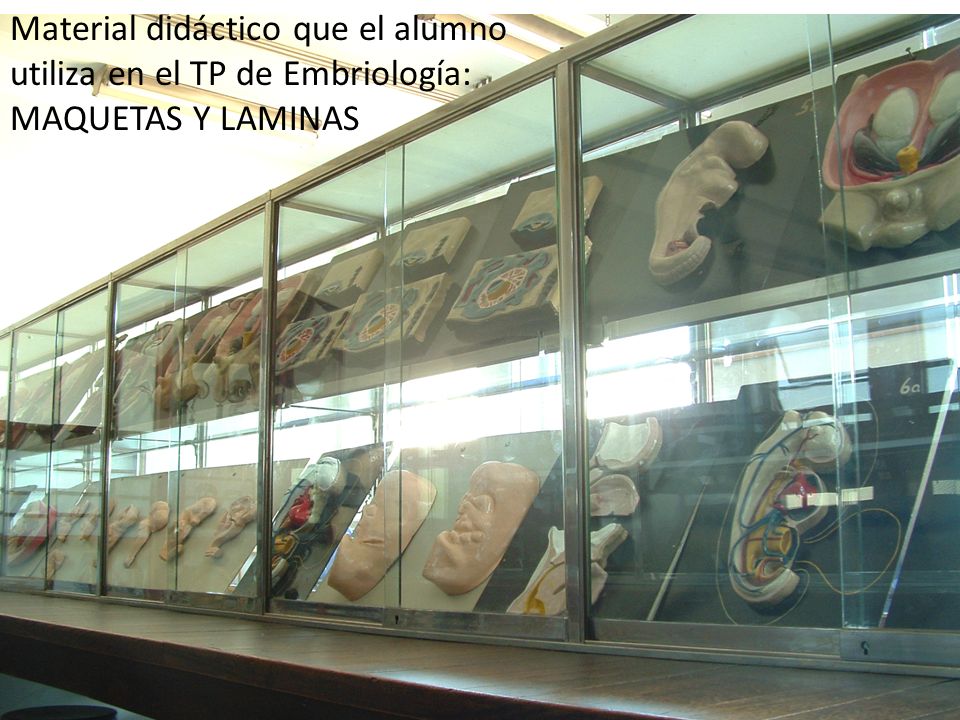 Material didáctico que el alumno utiliza en el TP de Embriología:
