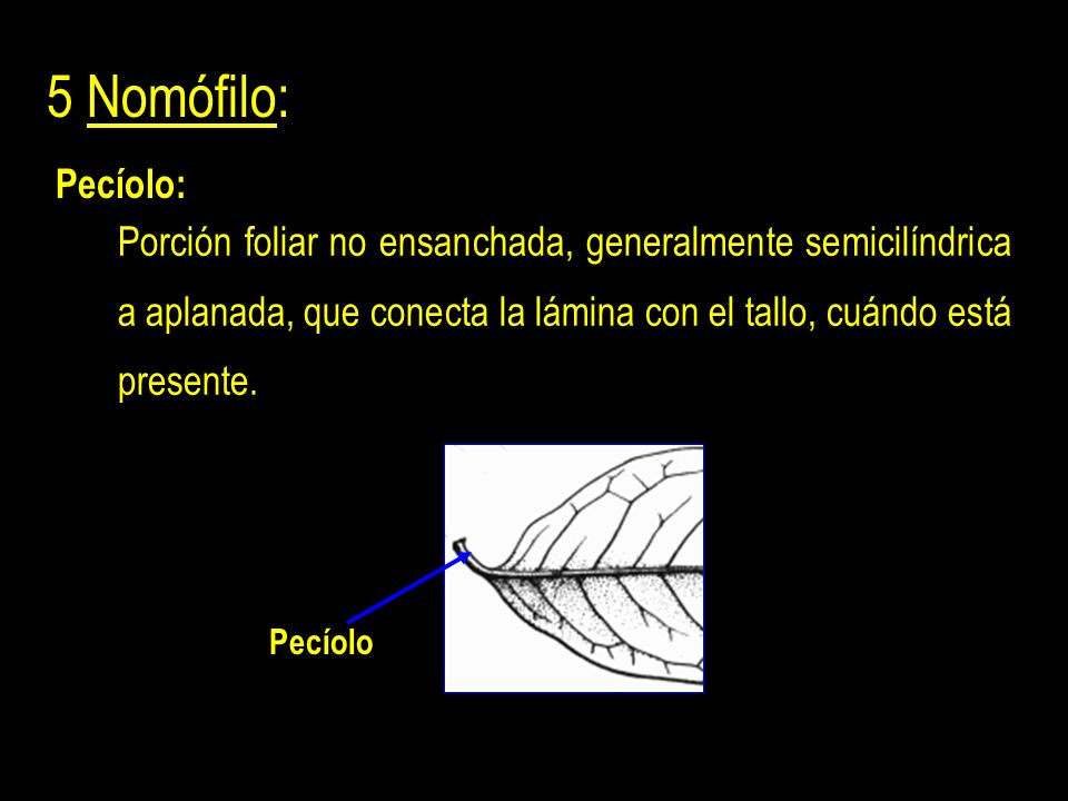 5 Nomófilo: Pecíolo: Porción foliar no ensanchada, generalmente semicilíndrica a aplanada, que conecta la lámina con el tallo, cuándo está presente.