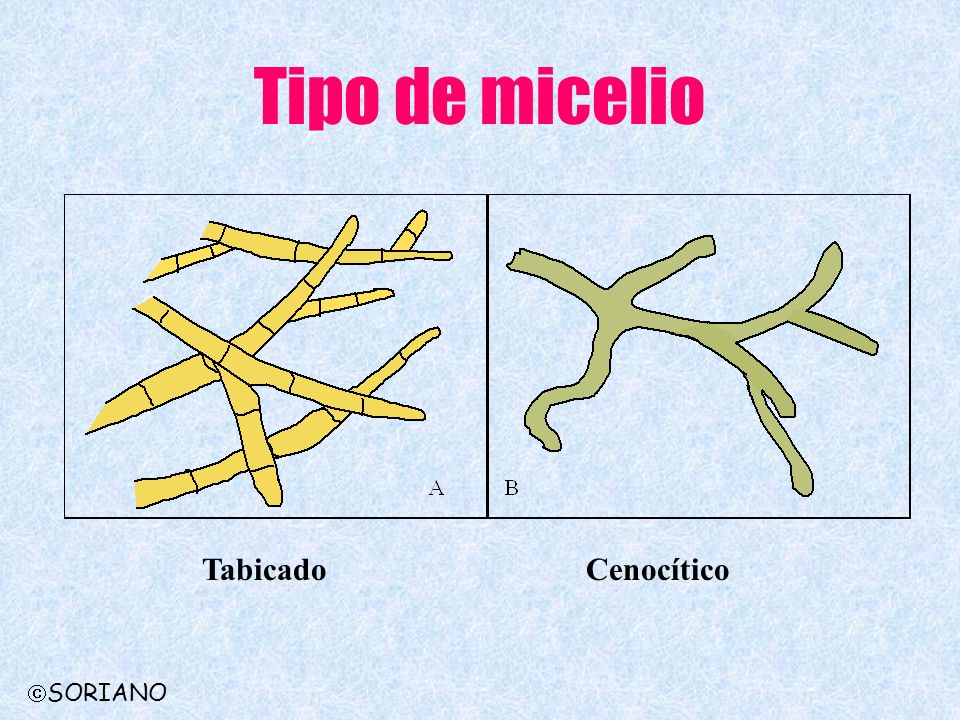 Tipo de micelio Tabicado Cenocítico SORIANO