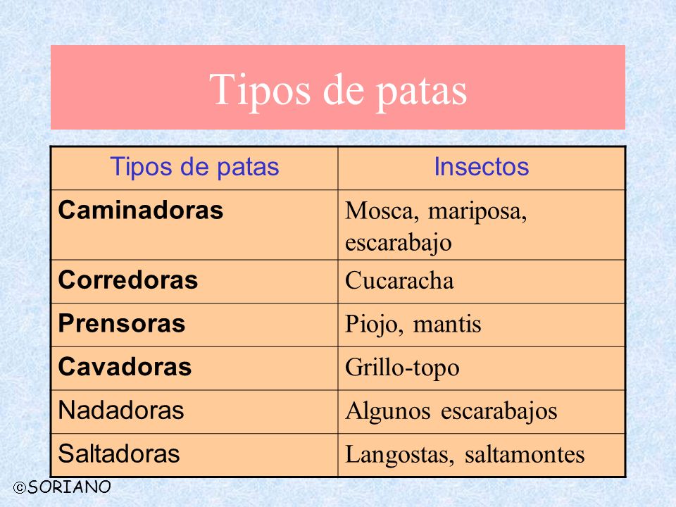 Tipos de patas Tipos de patas Insectos Caminadoras