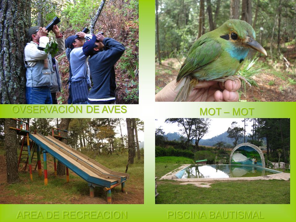 OVSERVACIÓN DE AVES MOT – MOT AREA DE RECREACION PISCINA BAUTISMAL