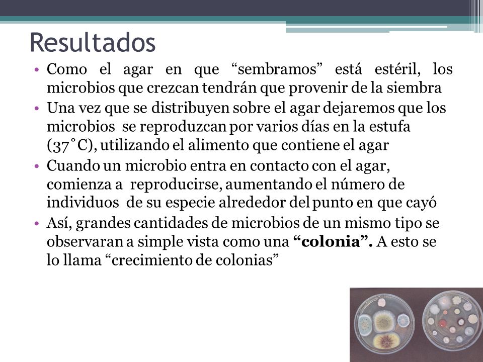 Resultados Como el agar en que sembramos está estéril, los microbios que crezcan tendrán que provenir de la siembra.