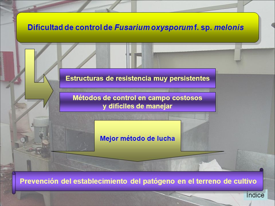 Dificultad de control de Fusarium oxysporum f. sp. melonis