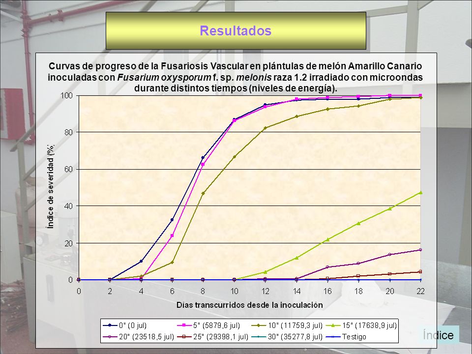 Resultados Curvas de progreso de la Fusariosis Vascular en plántulas de melón Amarillo Canario.