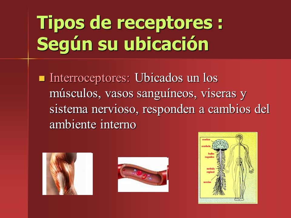 Tipos de receptores : Según su ubicación