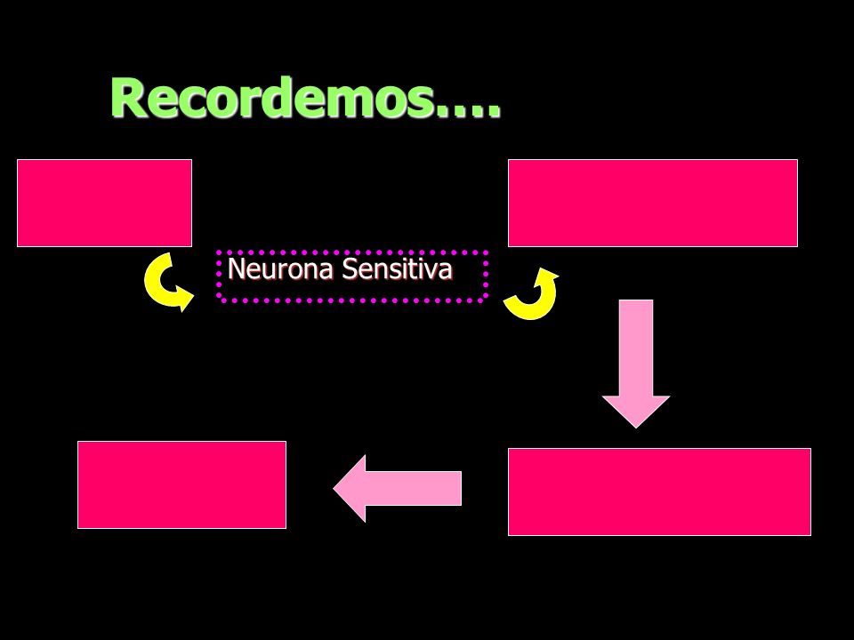 Recordemos…. Receptor Centro elaborador Neurona Sensitiva Sensación