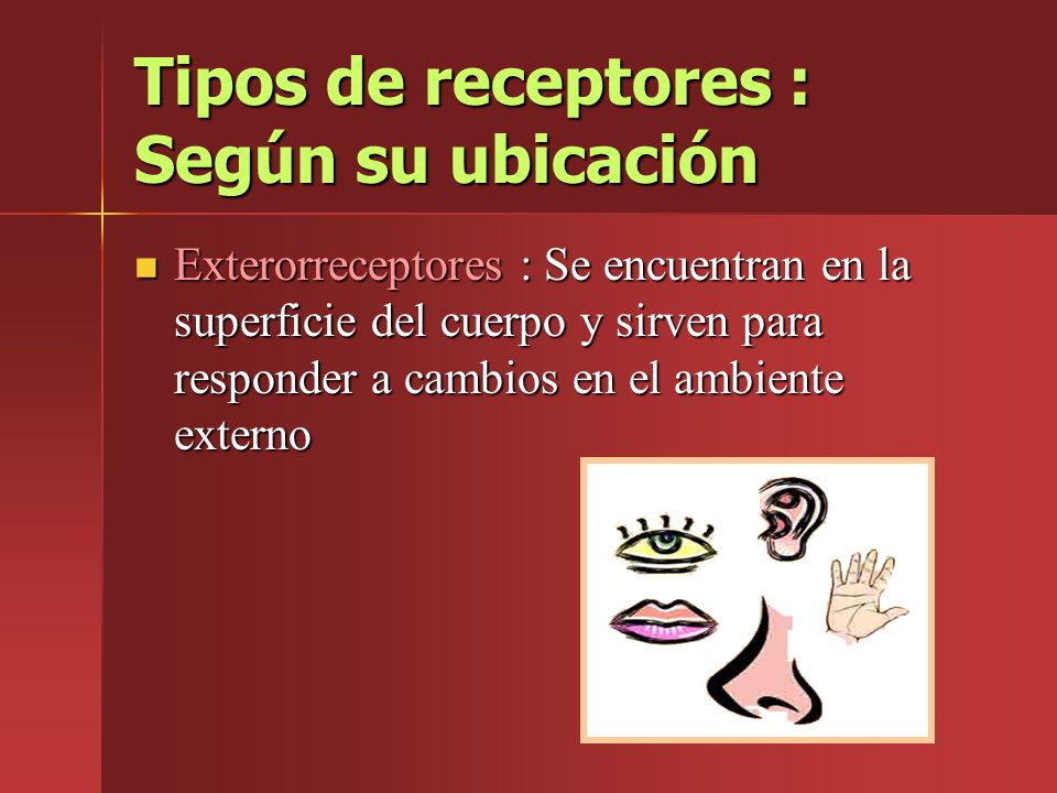 Tipos de receptores : Según su ubicación