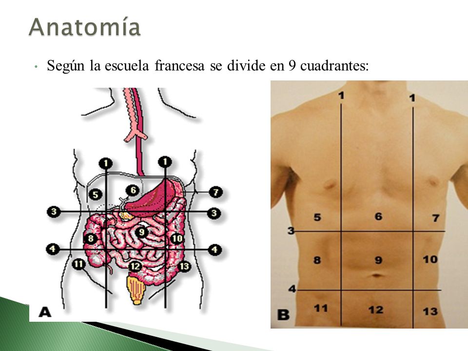 Anatomía Según la escuela francesa se divide en 9 cuadrantes: