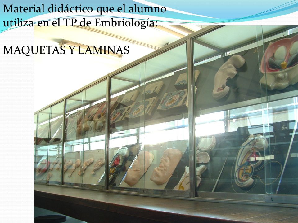 Material didáctico que el alumno utiliza en el TP de Embriología: