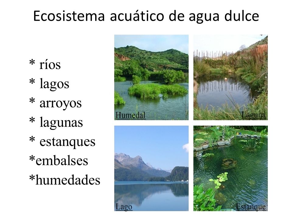 Resultado de imagen de ecosistemas aguas dulces y saladas