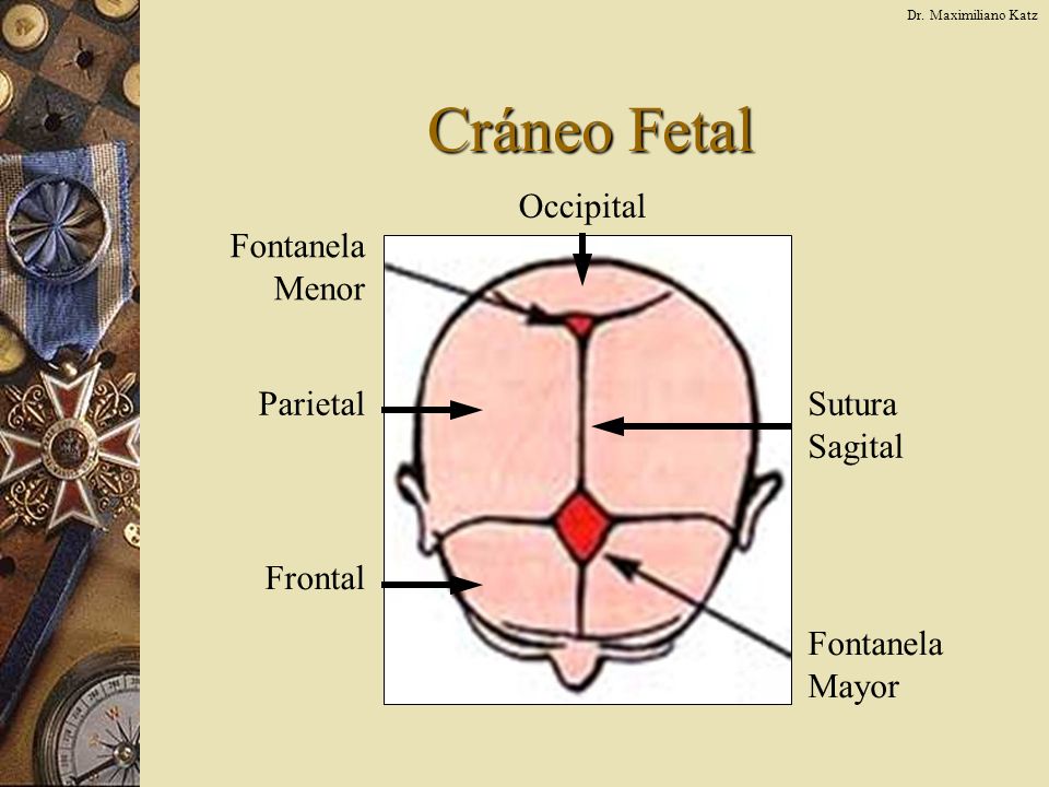 Cráneo Fetal Occipital Fontanela Menor Parietal Sutura Sagital Frontal