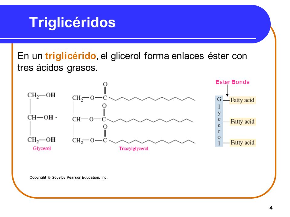 Triglicéridos En un triglicérido, el glicerol forma enlaces éster con tres ácidos grasos. Ester Bonds.