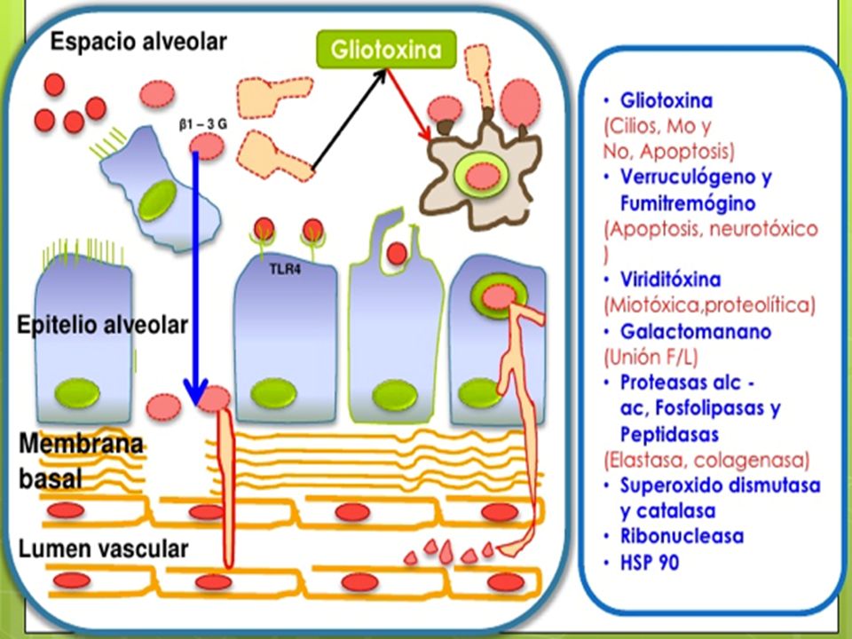 Mechanisms of infection: Step 6: Interaction between aspergillus toxic mediators, tissue damage and vascular invasion.