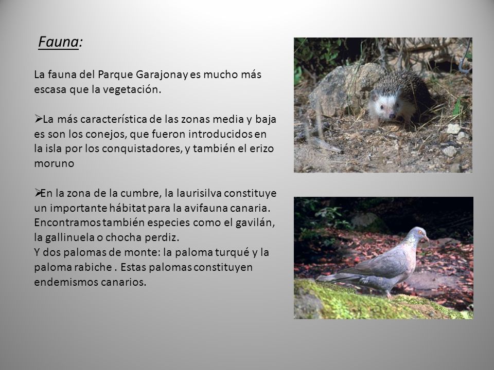 Fauna: La fauna del Parque Garajonay es mucho más escasa que la vegetación.