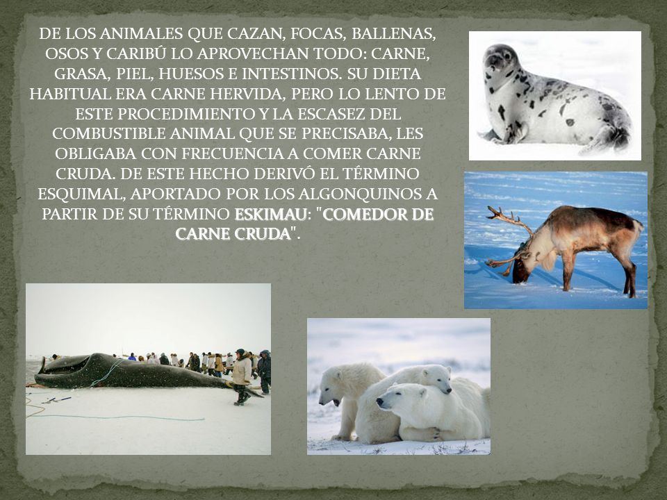 DE LOS ANIMALES QUE CAZAN, FOCAS, BALLENAS, OSOS Y CARIBÚ LO APROVECHAN TODO: CARNE, GRASA, PIEL, HUESOS E INTESTINOS.
