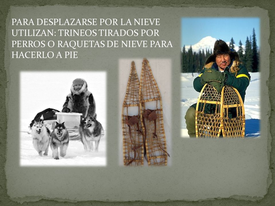 PARA DESPLAZARSE POR LA NIEVE UTILIZAN: TRINEOS TIRADOS POR PERROS O RAQUETAS DE NIEVE PARA HACERLO A PIE