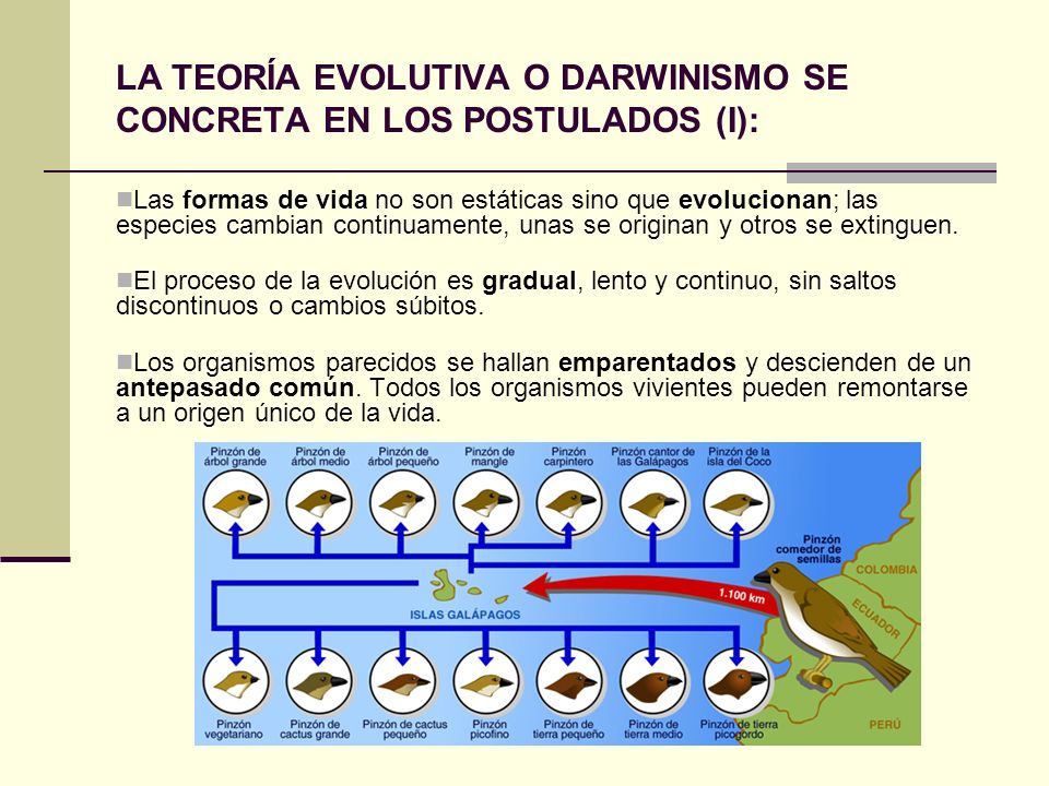 LA TEORÍA EVOLUTIVA O DARWINISMO SE CONCRETA EN LOS POSTULADOS (I):